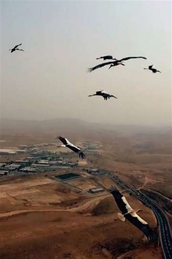 As Birds Flying - Movie