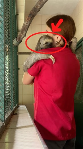 This Sloth’s Slow Hug Will Melt Your Heart 🥺💓