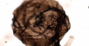 Encontrado fungo mais antigo do mundo: 1 bilhão de anos