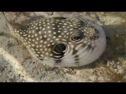 Le poisson ballon ( Tétraodon à points blancs )