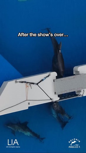 Like the majority of dolphins in captivity, these dolphins are NOT rescues. These dolphins perform until the day they die. And what’s worse is that each year dolphins, are still being captured from the wild to be sold to facilities like this. ⁠ ⁠ We strive to expose these realities, and to advocate for an end to dolphin and whale captivity. Help by going to http://bit.ly/HelpSaveDolphins ⁠ This footage was taken at Kobe Suma Sea World - footage credit: @life_investigation_agency and Dolphin Proj