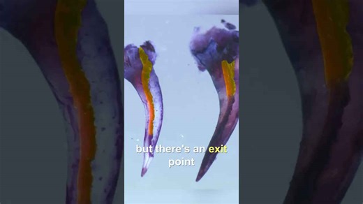 How do spitting cobras shoot venom so far?