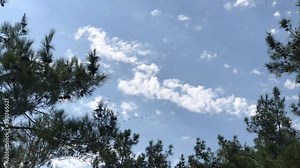 Migrating Greater birds flying in Formation. Follow leaders: Flock of geese flying in an imperfect V formation. Birds Geese flying in formation, Blue sky background.