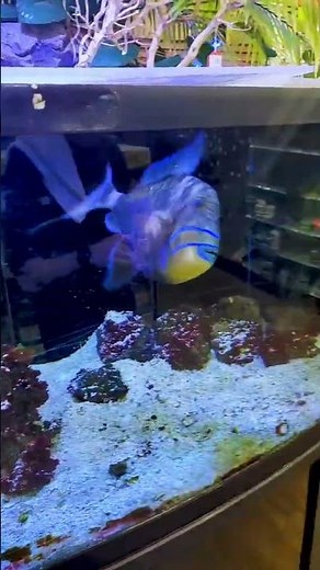 Do a Barrel Roll! ✈️ Smart Queen Triggerfish Trick 🐠 | Aquarium Adventure Bolingbrook