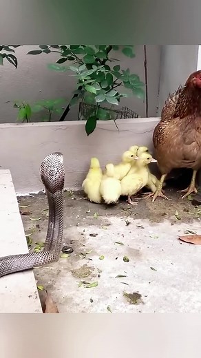 King Cobra Hunting Chicken - Wild Encounter in the Animal Kingdom