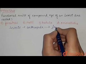 The functional units of compound eye of an insect are called | CLASS 12 | EARTHWORM & COCKROACH ...