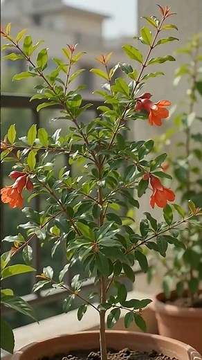 How to Grow a Pomegranate Plant from Seeds 🌱🍎 | Easy Gardening