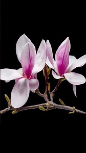 A stunning timelapse of a magnolia #flowers #growth