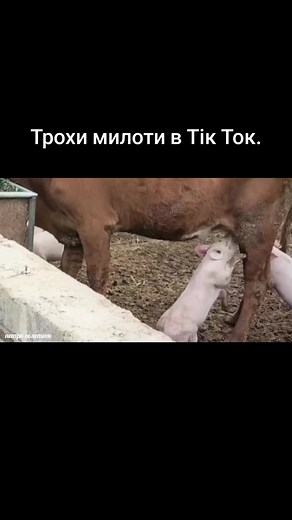 Discover Adorable Animal Clips Across Different Settings