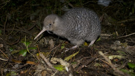 Kiwi : taille, description, biotope, habitat, reproduction