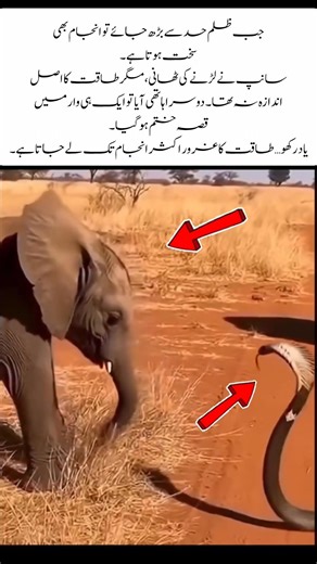 One Powerful Strike! Elephant vs Snake 🐘🔥#ElephantVsSnake #WildlifeBattle #NaturePower #AnimalFight
