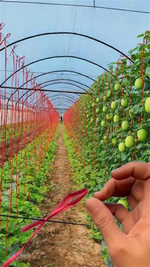 Farmers’ Secret Trellis Knot for Melons & Gourds | Simple Climbing Plant Hack #farminglife #farming