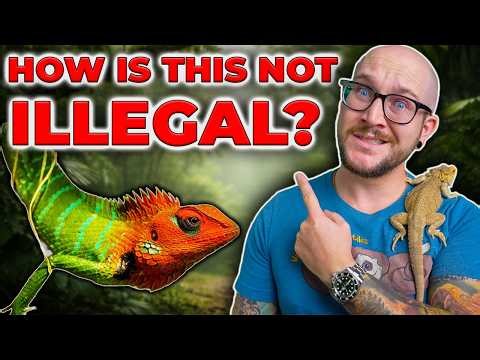 You're WRONG About Wild Caught Animals!