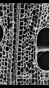 Balsa wood 👀#shortsfeed #facts #youdontknow #newfacts