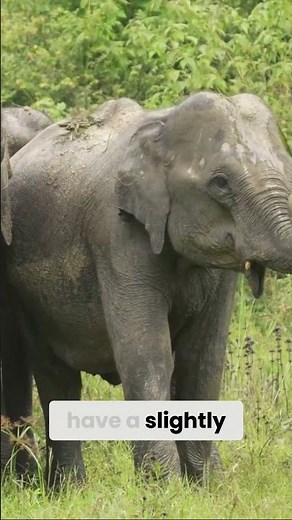 How long do elephants live?🐘 #shorts #elephants