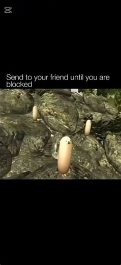 #funny #eggdog #memes #trending #goofy