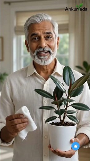 Rubber Plant Care Guide | Easy Indoor Plant for Beginners | Best Low Maintenance Houseplant