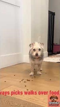 Dogs Getting Excited for Walks 🐶 | Cutest Reactions Ever! #Shorts