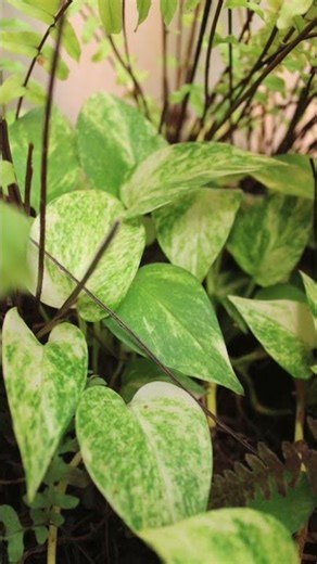 La planta más RESISTENTE de todas🌿