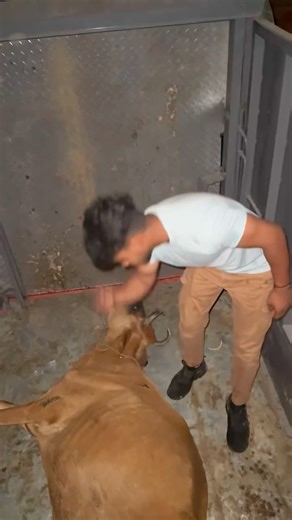 Subscribe जरूर कर लेना🙏 काम अच्छा लगा तो#gaumata #love #help #animals #humanity #helping#viralvideo