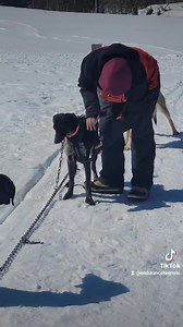 Hang out with Alice the sled dog on a typical day at the kennel! I made this video in March of '23. Alice moved up to Wintermoon Summersun this fall with Soph Mintz and her two littermates, Butthole and Nine. Freddy and Ruger are up there too enjoying some private trails in Brimson. #workingdogs #mushing #sleddogs #musher #dogs #alaskanhusky #kennel | Endurance Kennels LLC