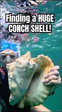 Finding a massive conch shell while snorkeling #conchshell #seashell #snorkeling