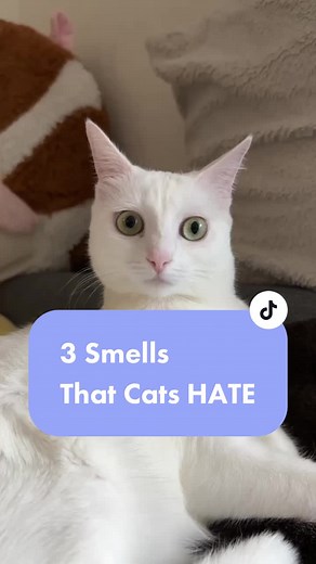 Smells your cat HATES and why: 🧴 Essensals oils That’s because exposure to large amounts of essential oils can be distressing and even toxic for cats due to potentially hazardous VOCs. 🍊 Citrus Fruit Oils from citrus fruits like oranges, lime, lemon, and grapefruit are toxic to them ☕️ Ground coffee Caffeine is also toxic to cats and most cats hate smell of coffee. Share this video with friends 😊 #catstips #catsmellingthings #catcare #domesticshorthair #catbehavior #aromaoils #catcoffee