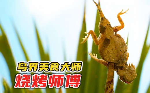 伯劳鸟堪称鸟界“美食大师”，喜欢用太阳烤肉串吃