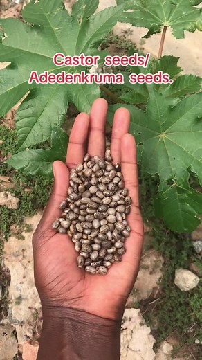 Discover Premium Castor Seeds and Seedlings