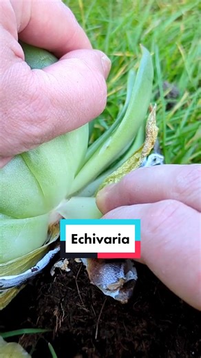 🌱 Echivaria propagation 🌱 #plantsngardens 🌱 @plants_n_gardens @plants_n_gardens @plants_n_gardens@plants_n_gardens #echevaria #succulents #mouldedwaxagave #echevariablueatoll #plants #gardens #planttiktok #spring2022 #plantsplantsplants #flowers #gardeningforbeginners #planttherapy #plantfam #plantdad #plantmom #plantparents #plantoftheday #nature #flower #iloveplants #greenthumb #garden #gardenproject #gardenideas #howdoesyourgardengrow #gardentok #gardentiktok #gardening #succulent #fyp