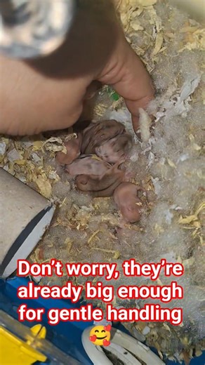 Cute Baby Dwarf Hamsters 🐹🤍 Please like & follow their journey ❤️‍🔥#dwarfhamster #sweet #hamster