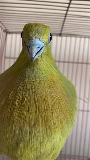 270K views · 8K reactions | The Wedge-tailed Green Pigeon or Kokla Green Pigeon (푇푟푒푟표푛 푠푝ℎ푒푛푢푟푢푠)  call song | Focus doves species & wild pigeons | Facebook