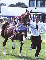 Hackney joins rare breeds list - Horse & Hound