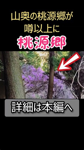 山奥で桃源郷を発見⚠️【東京、八王子、ライブカメラ】多摩、高尾山、登山、山、山岳、遭遇、秘境、廃墟、探索、心霊スポット、ユーチューバー、映像、動画、絶景、珍百景 #shorts