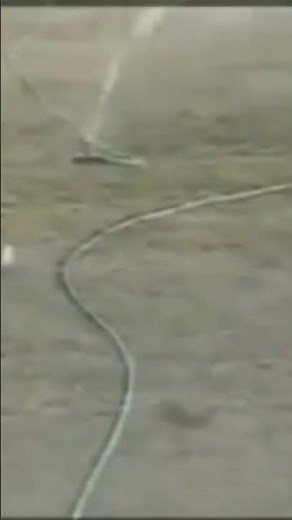 Animal Fights - Rabbit Vs Snake