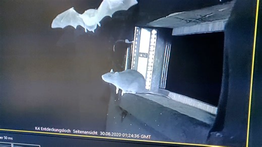 RAW VIDEO: Scientists fear new pandemic after filming rats eating bats 1/4