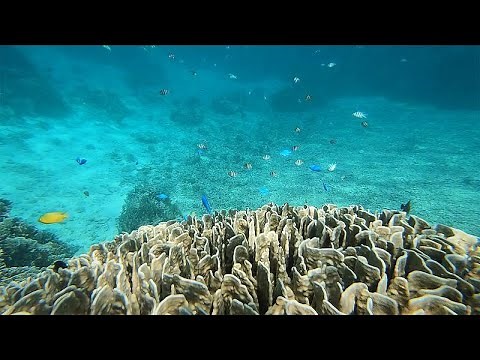 Ishigaki's Blue Coral one of Okinawa's must-see adventures