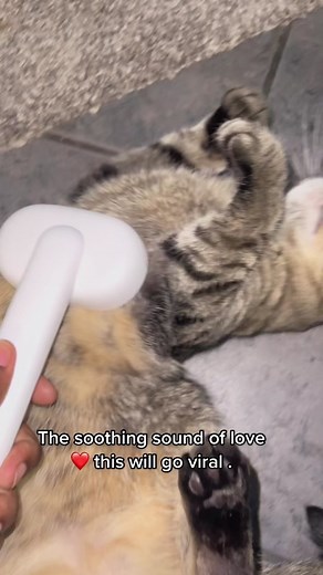 Soothing Sounds of Cat Love