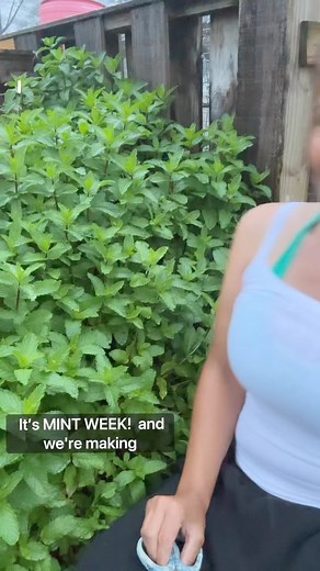 Part 2 to 7 part series on Mint! Homemade mint jelly, fresh from the garden! This recipe yields six jelly jars.🌿Ingredients🌿2 cups of finely chopped mint (about 6 to 8 cups of unchopped mint)3 cups of water (yields 3 cups of mint juice)1/4 cup of lemon juice1 package of pectin5 cups of sugar🌿Instructions🌿1. Begin by finely chopping your mint.2. In a saucepan, combine 3 cups of water and 2 cups of mint. Bring to a rapid boil, then remove from heat and let it steep for at least 10 minutes.3. S