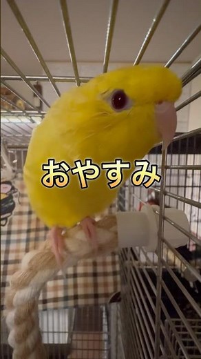 A big reveal of my bedtime conversation with my lineolated parakeet #parrot #lineolatedparakeet #...