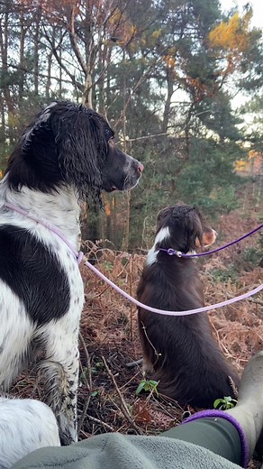 7 months old & smashing it! Second shoot day for Forest🥰 #springer #springerspaniel #springerspanielpuppy #puppiesoftiktok #spaniel #gundog #workingspaniel #workingdog #shooting #shootingseason #pheasantshoot