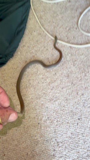 3.9K views · 104 reactions | Mildly venomous Yellow-faced Whipsnake I removed from a home in Rosemount yesterday. This very thin snake can squeeze through some pretty small gaps. You'd be surprised how lots of front doors have gaps big enough for this guy to get through. Snake relocations $90 +GST - 24/7 - 365 ☎️ 0447711360 #snakecatcher | Snake Catcher Dan | Facebook