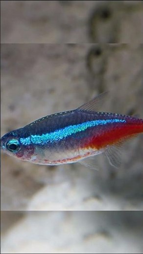 JAKIE RYBY DO 50 LITROWEGO AKWARIUM