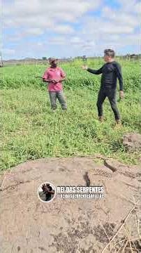 I found a RATTLESNAKE on Gilsom's farm! #stories #reels