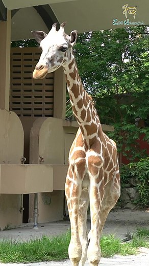 Its 18th April ! Its one of our Giraffe’s birthday ,Mas Boy 🦒! Mas boy turns 4 years old today ! Let us all wish Mas Boy “Happy Birthday” in the comments with the #masboybirthday #masboybirthday😘🥰 #giraffe #tallestlandanimal #rimbabiodiversity #zoonegaramalaysia #zoonegara #animals #funfacts | Zoo Negara Malaysia