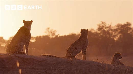 570K views · 11K reactions | These cheetah cubs are growing fast, and must eat at least half a kilo of meat a day. When an opportunity presents itself, can this cheetah mum get a successful hunt in? Filmed right in the heart of big cat country. Find out where to watch Big Cats 24/7 in your region  https://www.bbcearth.com/shows/big-cats-247-series-two #BigCats247 | BBC Earth | Facebook