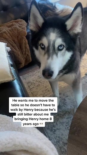 Adorable Husky Reacts with a Tantrum: Must See!