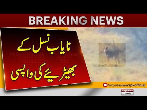 Wild Beauty Returns! Rare Wolf Seen in Chakwal Salt Range | Pakistan News | Breaking News