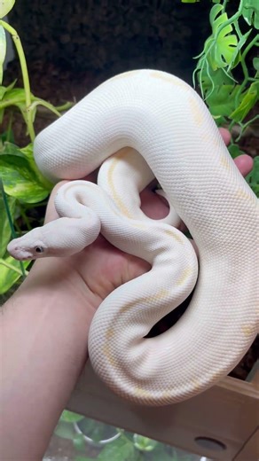 Super Russo Ball python - what a DIAMANT
