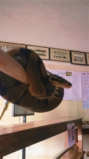 ASRU&MALLU on Instagram: "#petslover #pet #petsofinstagram #petshow #bold python"